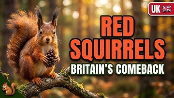 Red Squirrels: Britain