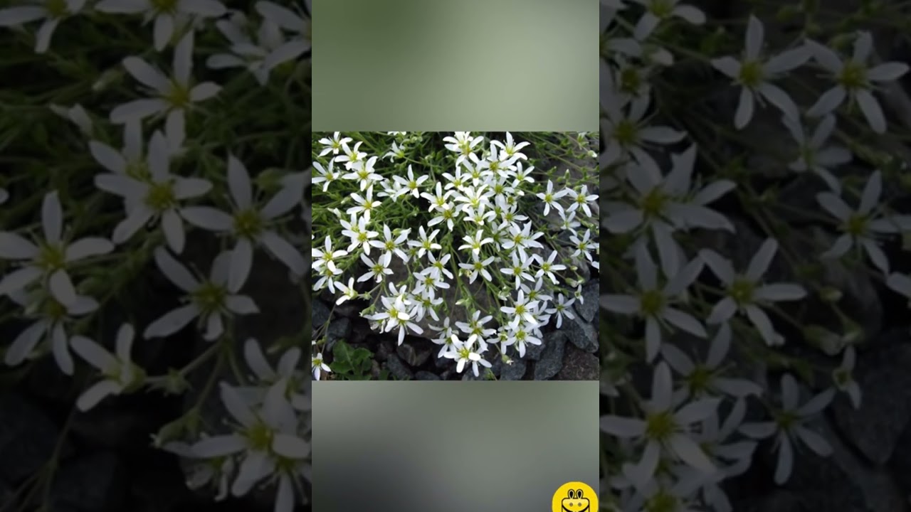 Arenaria grandiflora