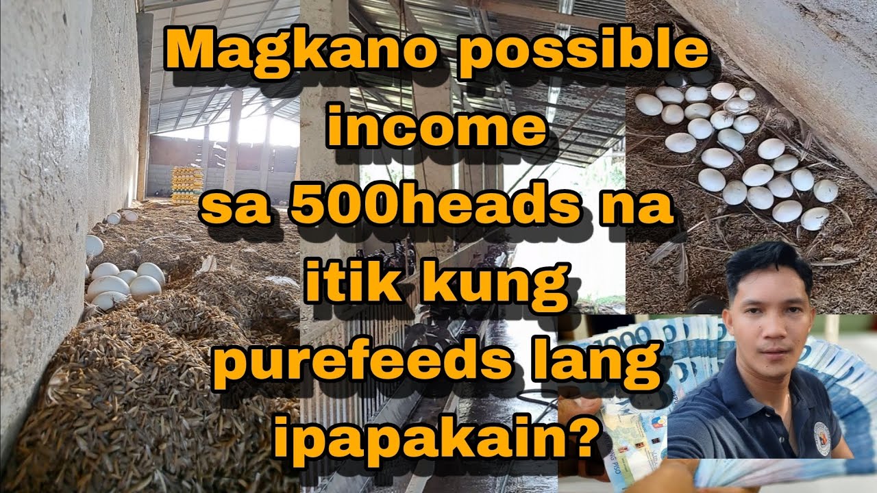 Magkano income sa 500heads na itik kung purefeeds ang ipapakain?
