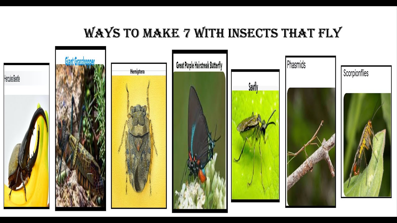 Fun With Numbers By Adding Ways To Make 7 With Insects That Fly 1 fun-with-numbers-by-adding-ways-to-make-7-with-insects-that-fly-1
