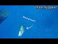 Spearfishing Cubera And Black Grouper Key West 2020
