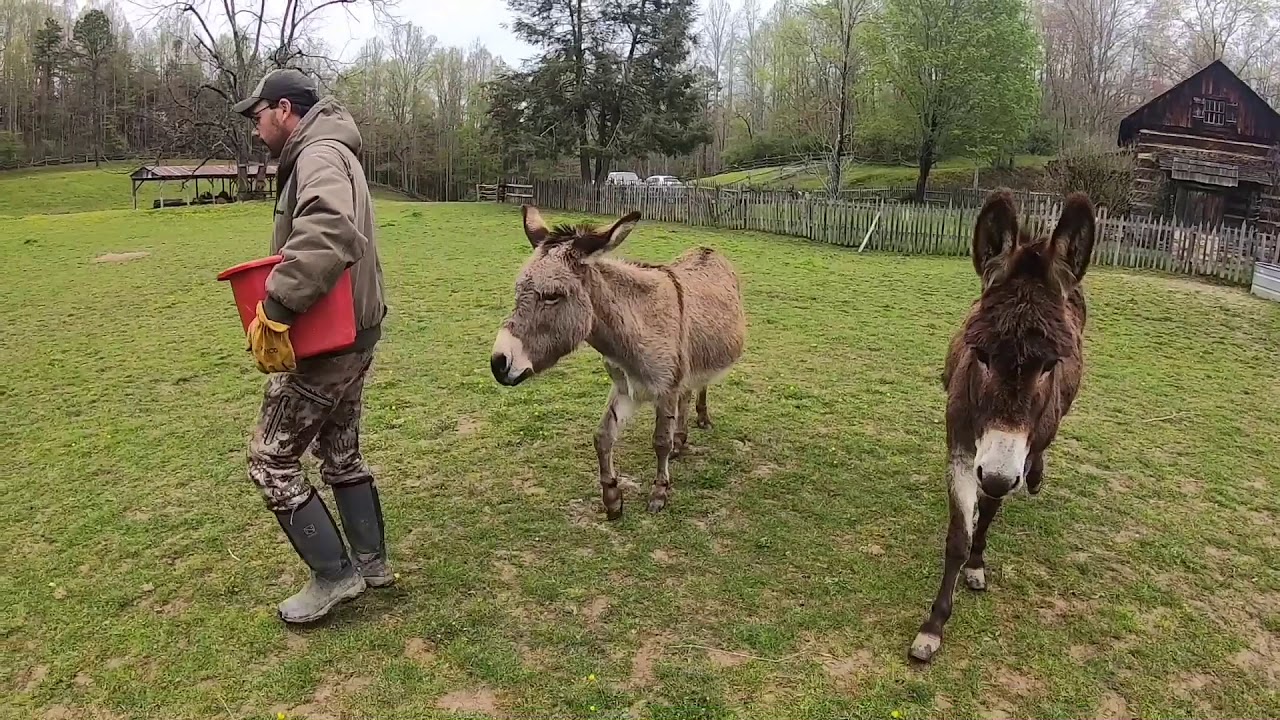 A Day On The Farm - YouTube