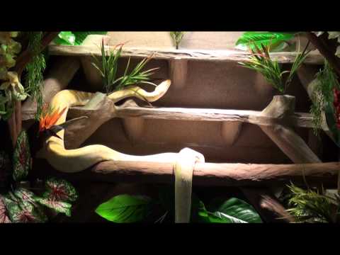 Snake cage for Albino Burmese Python