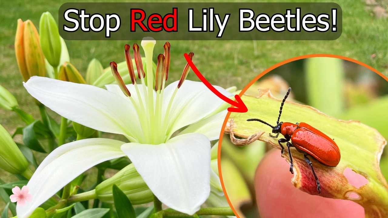 Red Lily Beetles: How to Stop Them Eating Your Lily Leaves (Lilium spp.)