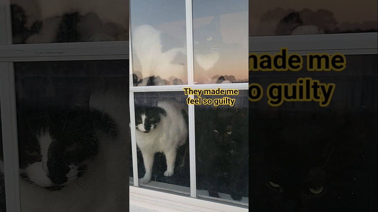Why Do Cats Do This?