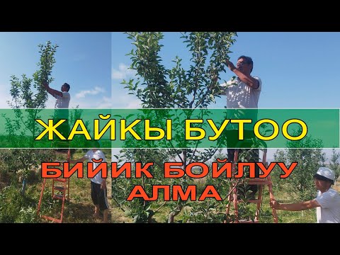 Video: Түшүм жыйноо жана бутоо Анжелика - Анжелика өсүмдүктөрүн кыркуу керекпи