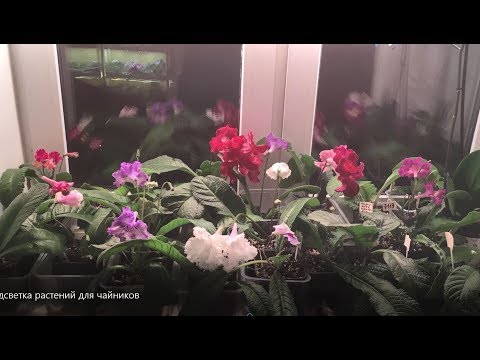 Как подсвечивать цветы зимой в домашних условиях