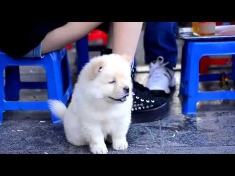 Chú chó chow chow dễ thương cùng chủ dạo phố
