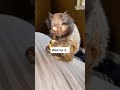 Funny animals impossible not to laugh at  shorts  gg purposely leaving her food behind trying