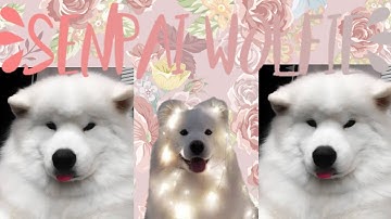 #floofintro intro for Queen of Floofs! (Senpai Wolfie)