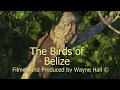 The Birds of Belize, Version 13,  Full DVD