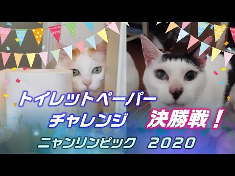 裏ネタおもしろ映像付き【猫4匹が挑戦！】トイレットペーパーチャレンジ