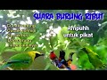 Suara Pikat Burung Ribut Terbaru Ampuh Untuk Pikat Burung Ijo Mp3 - Mp4 Download