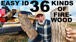 EASY TRICKS TO IDENTIFY 36 KINDS OF FIREWOOD!