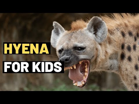 Video: Jak se nazývá skupina hyen?