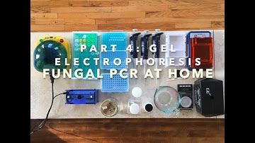 Fungal PCR at home, Part 4: Gel Electrophoresis