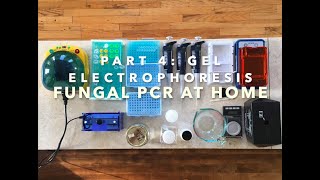Fungal PCR at home, Part 4: Gel Electrophoresis