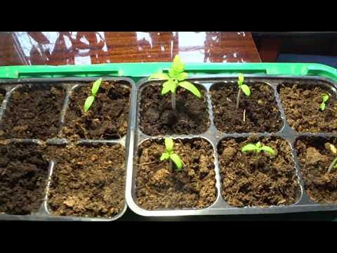 Огород круглый год или огород на подоконнике. Томат Каменный цветок и ...