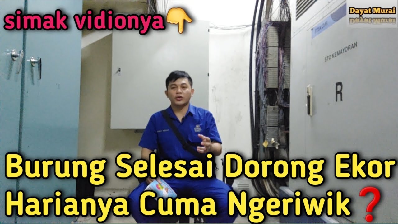 Burung Selesai Dokor Harianya Cuma Ngeriwik❓️ Simak Solusinya❗️