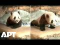 Indonesia’s First Panda Cub Rio Captivates Visitors At Bogor Safari Park Debut | APT