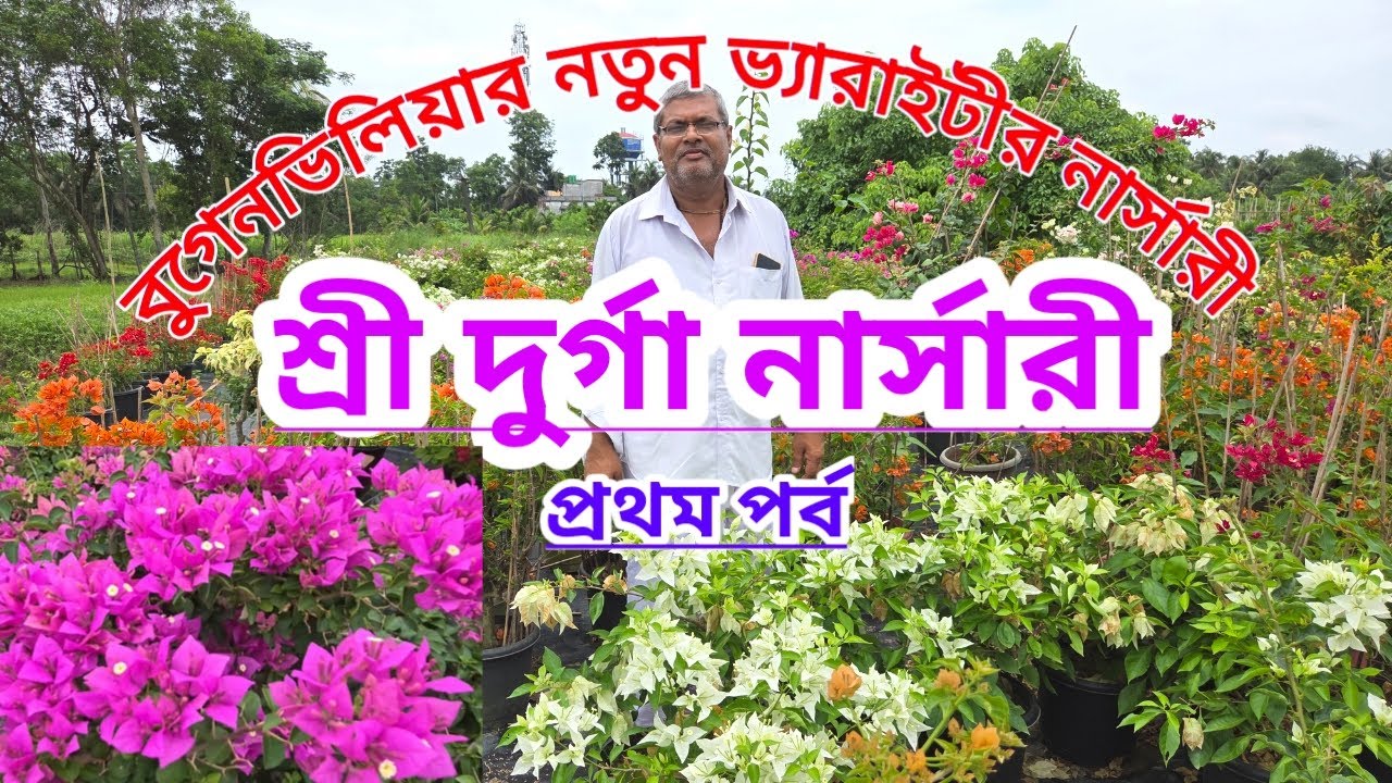 নতুন জাতের বুগেনভিলিয়ার চারার নার্সারি শ্রী দুর্গা||প্রথম পর্ব|Shree Durga Nursery Tour|First Part||