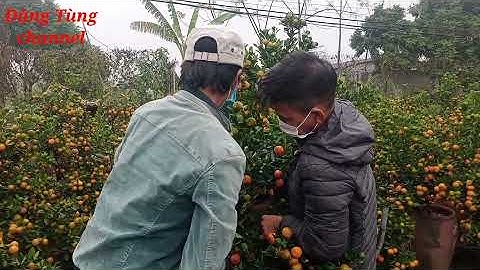 quất khay quất chum tết 2022 giá cạnh chanh liên hệ nhà nông 25h