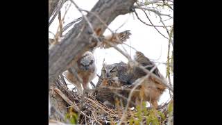 @jlynpphotography  Great Horned Owlets branching in Colorado. They believe they can fly ♥️