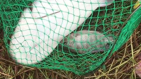 Ngày mưa đi chinh phục cá nheo khủng