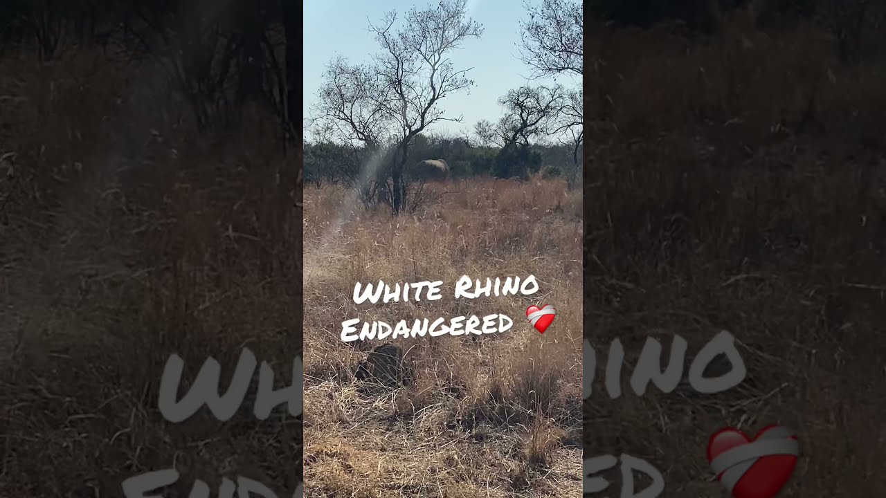 White Rhino Spotted