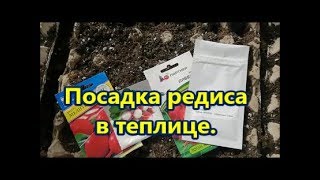 Посадка редиса в  теплицу.