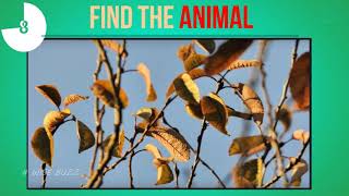 Nobody Can See All The Hidden Things Optical Illusions Brain Teasers