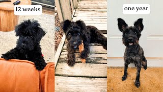 TIMELAPSE: Cole's First Year | Miniature Schnauzer Puppy 12 weeks to 1 year in 10 Minutes