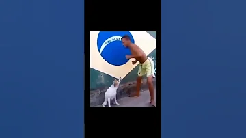 الكلب يغني والشاب يرقص Shorts 