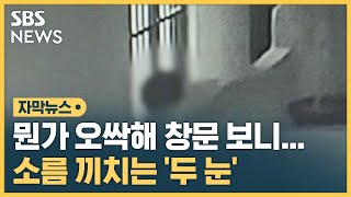 뭔가 오싹해 창문 보니…소름 끼치는 '두 눈' (자막뉴스) / SBS