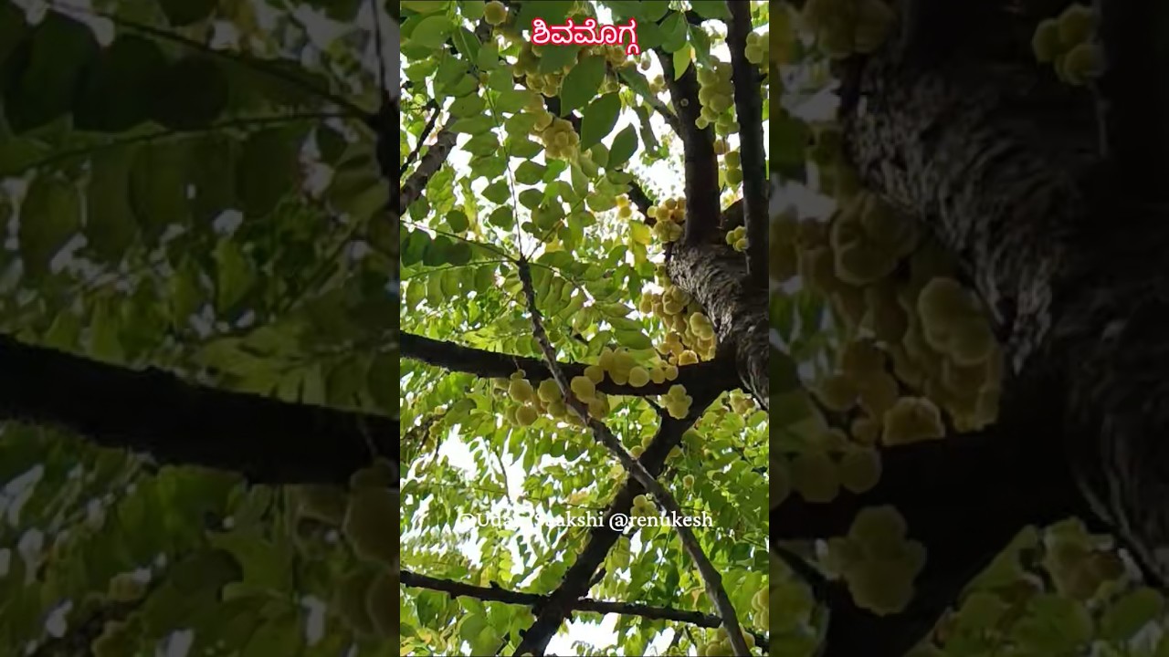 #shimoga #shivamogga #news #ನೆಲ್ಲಿಕಾಯಿ #Gooseberry #viral #video #shorts #reels