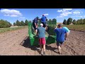 Сбор урожая картофеля в Голландии, Беларуси ,США.