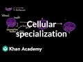 The Journey of Stem Cells and Their Role in Cell Specialization
