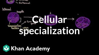 Cellular specialization (differentiation) | Cells | MCAT | Khan Academy