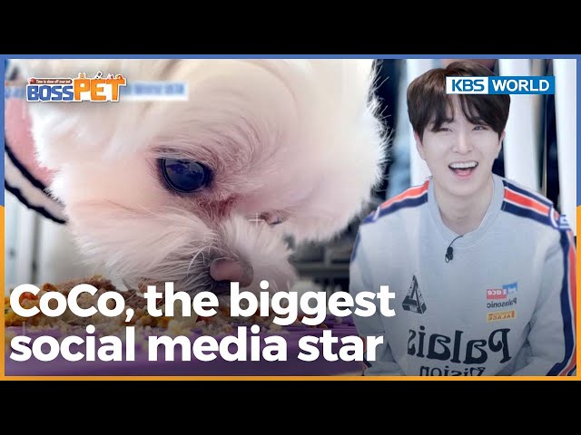 CoCo, the biggest social media star [Boss Pet : EP.14-2] | KBS WORLD TV 221015 class=