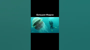 Интересные факты. Самая большая медуза #shorts