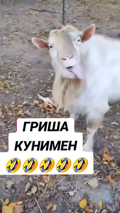 Козел Кунимен #кунимен #лето2024 #козел - YouTube