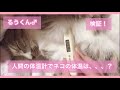 【検証】人間の体温計でネコの体温は測れるのか？？寝姿が癒し♪