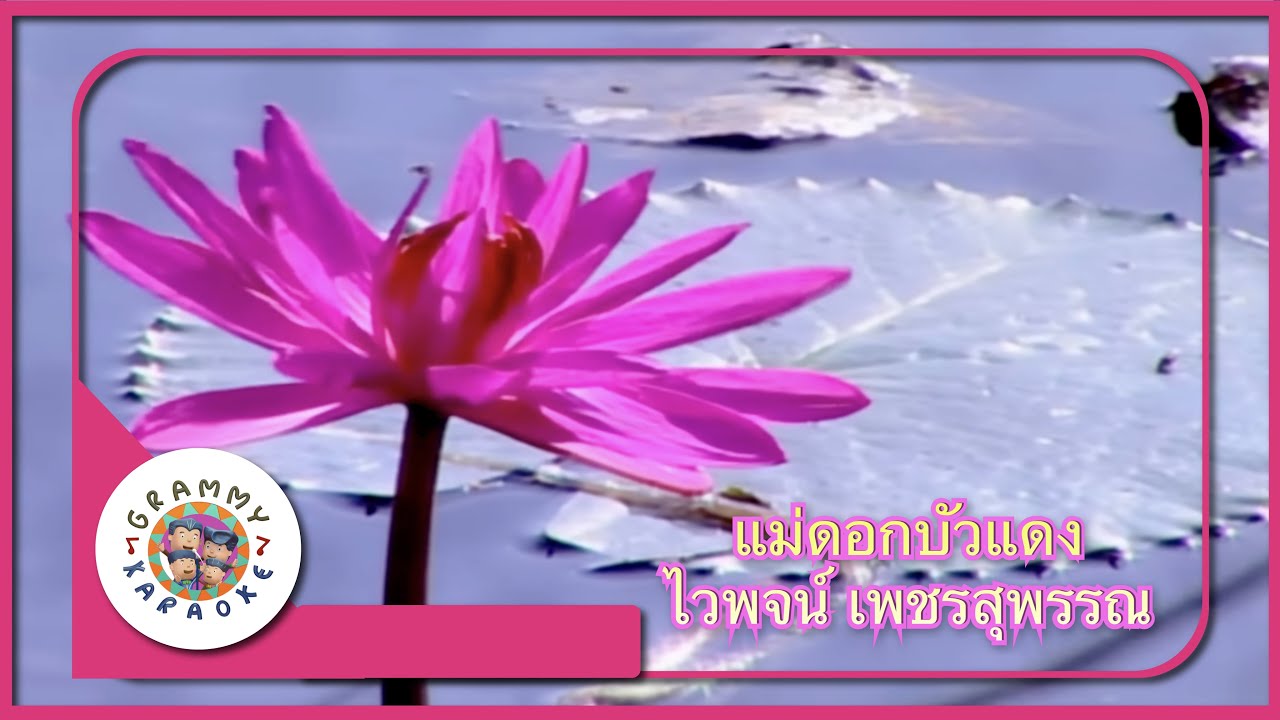 คาราโอเกะ แม่ดอกบัวแดง - ไวพจน์ เพชรสุพรรณ