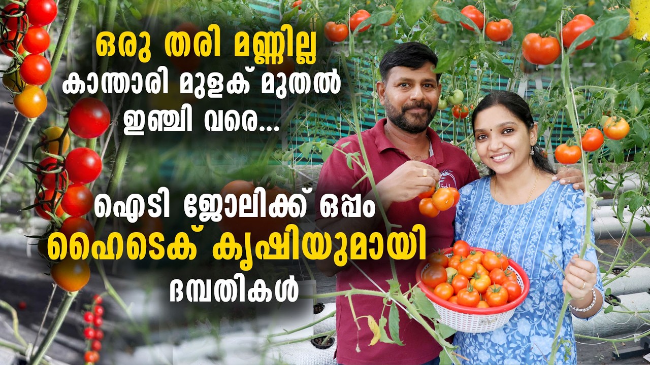 ഹൈടെക് കൃഷിയുമായി ദമ്പതികൾ | ഒരു തരി മണ്ണില്ലാതെ കാന്താരി മുളക് മുതൽ ഇഞ്ചി വരെ...  Soilless Farming