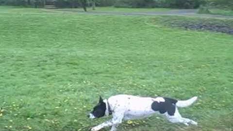 Animal Gaits a study by Steve Leckman