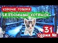 КОРОЧЕ ГОВОРЯ, Я БЕЗДОМНЫЙ КОТЕНОК 31 [От первого лица] История одной жизни