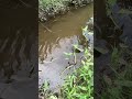 dapat jebolan kolam, nilanya banyak banget #mancing #mamcingliar #fishing