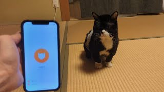 にゃんトーク使ったらもんたの気持ちが分かってしまった…