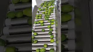 Fruit Sorter Fruit Grade Fruit Size Color Sorter Machine from Vsee Company.