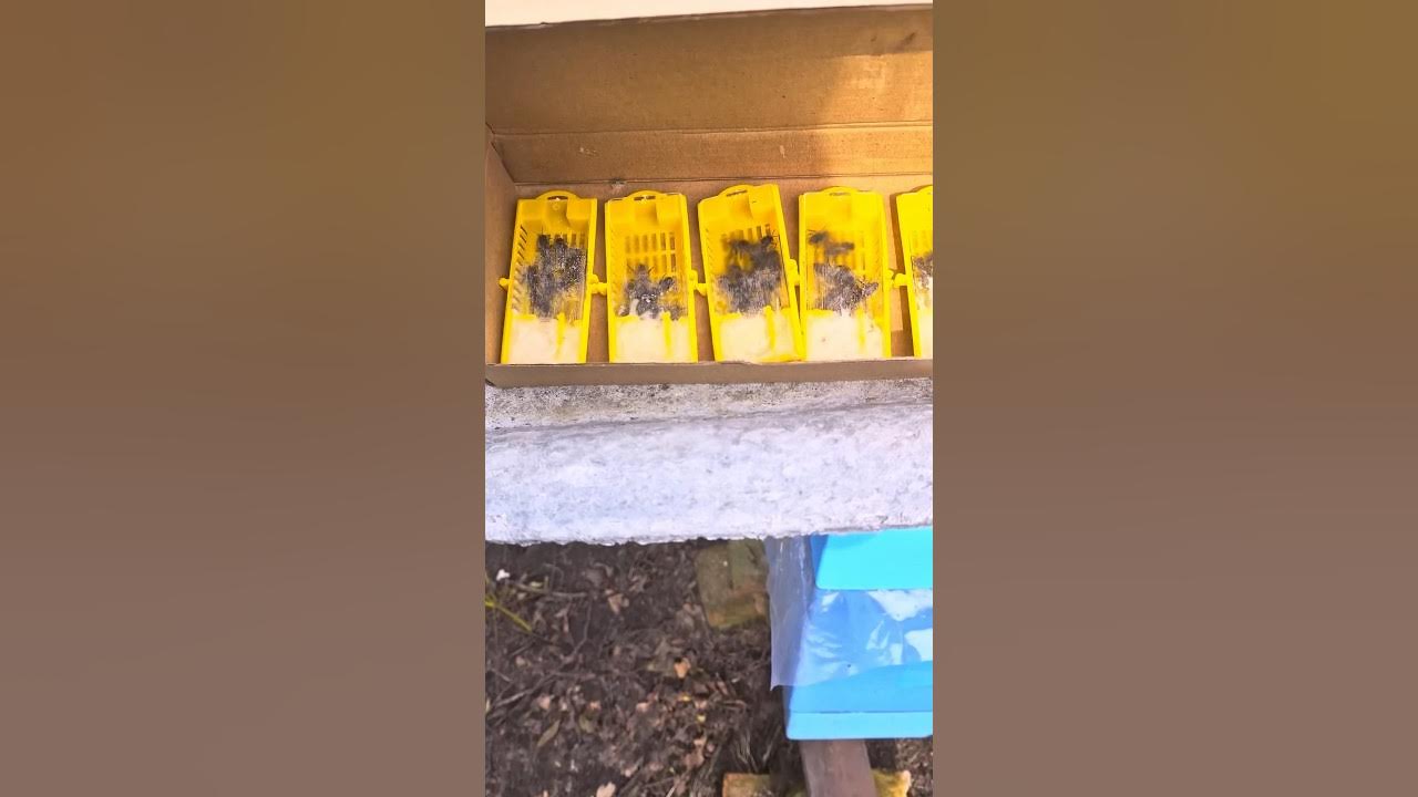 Пчелки в клеточках для Апитерапии🐝 - YouTube